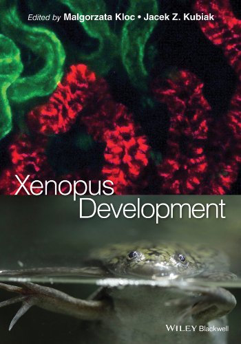 Xenopus Development (English Edition)