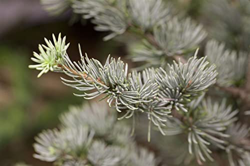 Blaue Atlas-Zeder Cedrus atlantica Glauca 150-175 cm winterhart