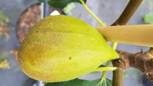 Ficus carica 'Goutte d'Or' / Figuier 'Goutte d'Or' / Conteneur de 3 à 4 litres/Fruitier