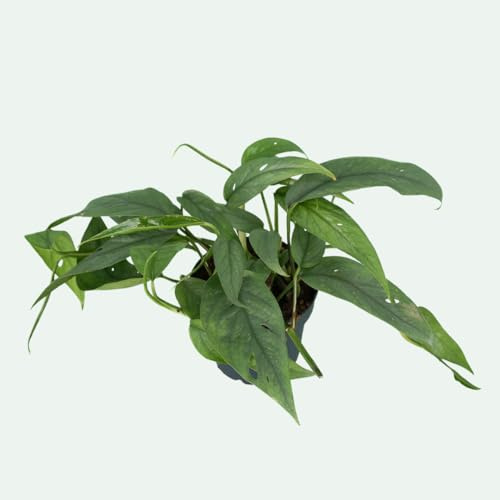 Epipremnum pinnatum ‘Cebu Blue’ – Efeutute mit blaugrünen, schimmernden Blättern – pflegeleichte Hänge- & Kletterpflanze – Topf Ø 12 cm, ca. 15 cm hoch
