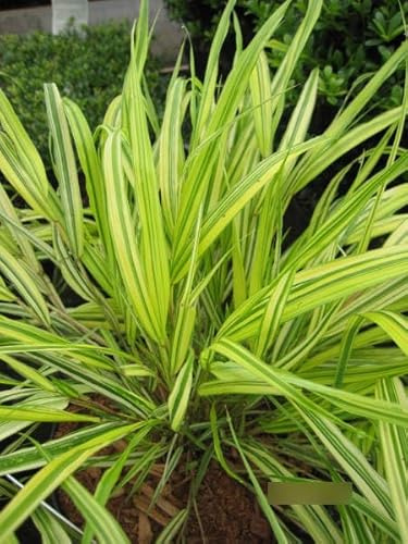 Goldenes Japangras - Hakonechloa macra Aureola
