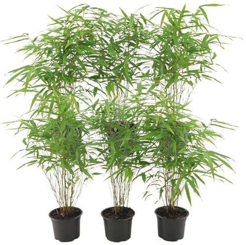Schirmbambus - Fargesia Rufa - Ø12cm - 25cm - 6 Stück
