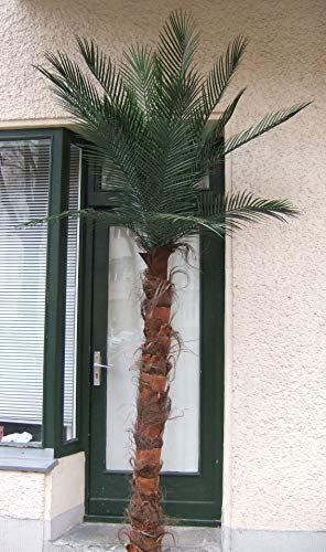 Licht & Grün exclusive Kunstpflanzen Künstliche Forest Arekapalme Naturfaserstamm