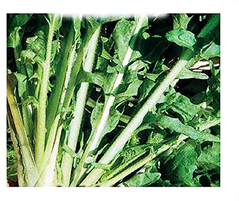 Endive Endive Endive cardoncella barese - cichorium endivia - Agricultural Seeds - Endive - in005 - About 4000 Seeds
