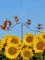 POMMERNTRAUM ® | Windspiel Gartenpendel Gartenstecker Gartendeko Gartenkunst verrückte Hunde Welpen Hundefamilie (Metall braun)