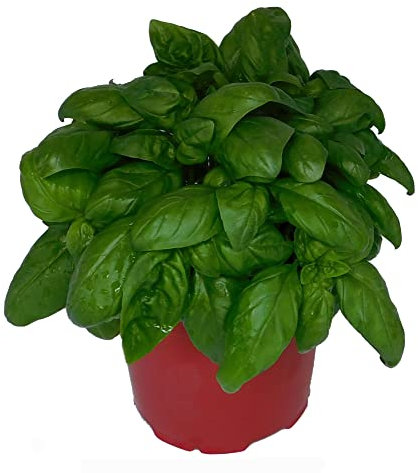 Albahaca Italiana Natural Planta Aromática de Exterior