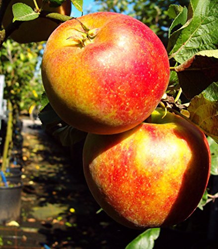 Delgrina Zwergapfel, Apfelbaum für den Balkon, Malus domestica, Zwergobst winterhart, Apfel gelb rot, im Kübel, 40 - 60 cm