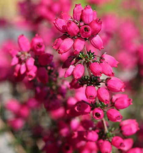 10x Grauheide Rote Rosita - Erica cinerea - lebende Gartenpflanze aus den Baumschulen