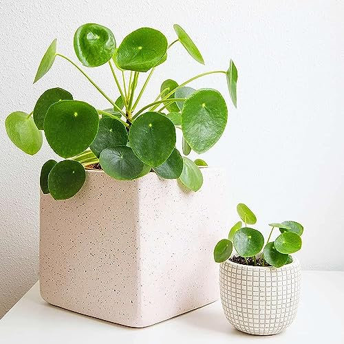 50 piezas Semillas de plantas Pilea peperomioides - decoracion salon jardin serie de plantas raras, cama de hierbas plantas resistentes al invierno para balcón plantas en macetas