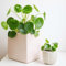 50 piezas Semillas de plantas Pilea peperomioides - decoracion salon jardin serie de plantas raras, cama de hierbas plantas resistentes al invierno para balcón plantas en macetas