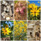 16 pcs topinambur saatknollen - dekoration wohnzimmer hochbeet kaufen,Helianthus tuberosus, zwiebeln herbal dekopflanzen pflanzenkübel kräuter pflanzen topfpflanzen draußen winterhart
