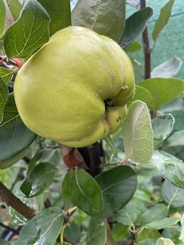 Ayva Tafelquitte Krymsk, Süßquitte, Honigquitte, Krymskaja Aromatnaja, Quittenbaum ca. 150/170 cm. Айва Крымская ароматная