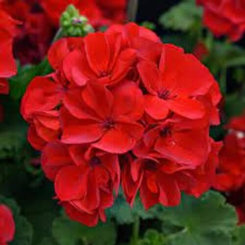 20Pcs Fresh Red Geranium Flower Seeds