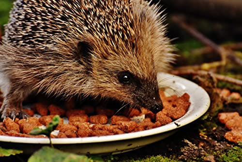hansepuzzle 29772 - Igel Puzzle 2000 Teile - Tierwelt Motiv mit hochwertiger Aufbewahrung: Kartonbox und wiederverschließbarem Beutel - Format 90 × 60 cm