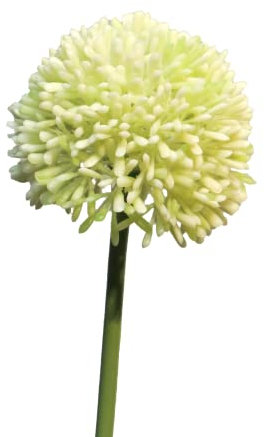 mucplants Allium ca. 45cm Kunstblume Lauchblüten Zierlauch Blume künstlich Kunstblume (Weiß)