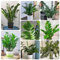 200 pcs glücksfeder pflanze samen deko pflanzen, bienenweide saatgut, Zamioculcas zamiifolia, saatgut, geschenk garten grünpflanzen zimmerpflanzen, samen geschenk zimmer deko, ausgefallene