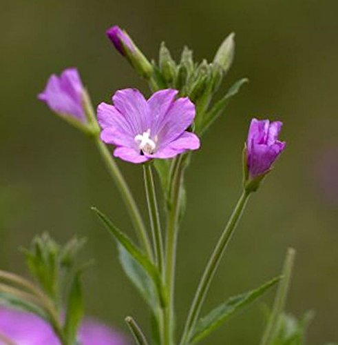Zottiges Weidenröschen - Epilobium hirsutum - lebende Gartenpflanze aus den Baumschulen