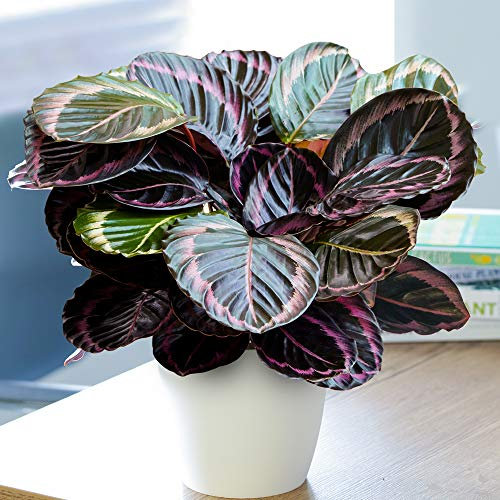 1 x Calathea Surprise Star Korbmarante | Beste Zimmerpflanze (25-35 cm inkl. Topf)