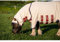 Outdoor-Decke für Pony Horseware Rambo