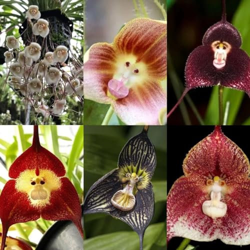 400 pz Orchidea faccia di scimmia - Dracula Simia - Piante rampicanti a crescita rapida, semi resistenti pianta di orchidea scimmia acquista semi, piante in vaso per esterno, giardino