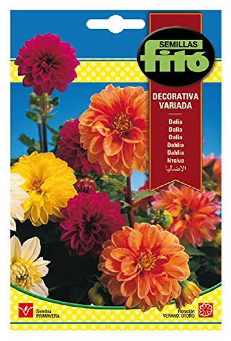 Semillas Fitó 616 - Semillas de Dalia Decorativa Variada