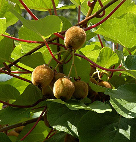 Selbstfruchtende Kiwi Boskoop 40-60cm - Actinidia chinensis