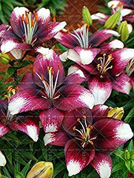 SEMI -1 pz bulbe de giglio à vero, doppia pétale de bulbe de fleur de giglio (non i semi del giglio) bulbe de fleur pentola Racine bulbeuse plante perenne Lilium 14