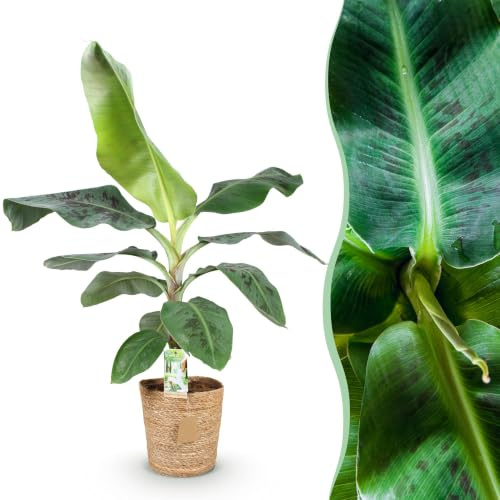 Banano Musa Cavendish con Cestino, Interno, Verde, Vaso 21cm, H70-75cm
