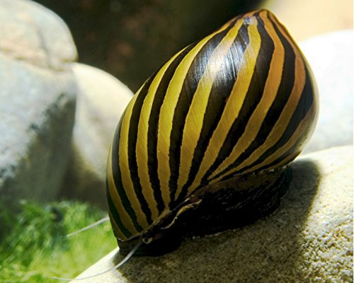 Garnelen Schnecken Mix - Algenfresser - Aquarium Schnecken - Algenvernichter Aquarium Algenbekämpfung, Menge:6 STK.