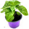 Habanero Chili Calita Red Chili Pflanze 2er Set