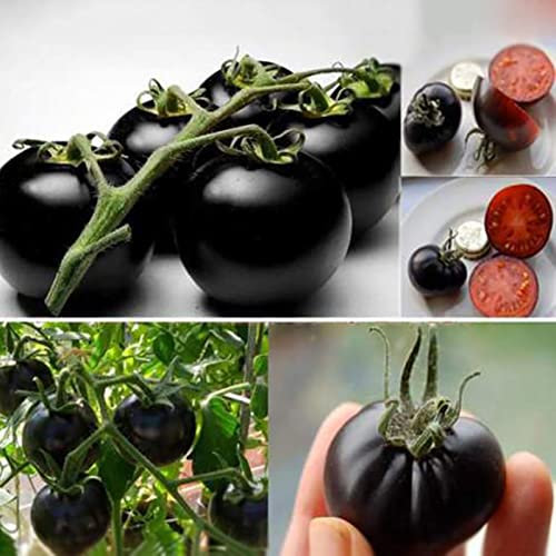 200 Unids/bolsa Semillas de Tomate Dulce Fácil de Almacenar Vegetales Productivos Semillas de Plantas Flor Frutal Árbol Semillas de Vegetales Negro