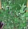 100 semillas de guisante de Alaska - Pisum sativum