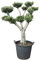 Tropictrees - Olivenbaum - Pon Pon - stammumfang 40-50 cm - Bonsai - Olea Europea - Winterhart