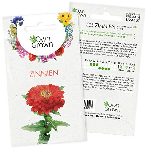 Zinnien Samen: Premium Zinnia Elegans Samen für 60 blühende Zinnien Pflanzen – Zinnie Samen – Bunte Blumensamen – Blumenwiese Samen und Balkonblumen Samen – Saatgut Blumen – Samen Bienen von OwnGrown