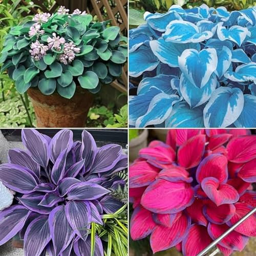 Funkien zwiebeln,Hosta Wurzel,winterharte blumenzwiebeln,Umwelt verschönern,funkien knollen,funkien rhizome,hosta plant,funkien kaufen,hostas funkien,hosta pflanze winterhart.-4zwiebeln-greenA
