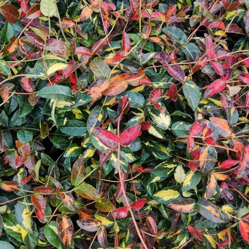 Star Jasmine 'Star Wars' 9cm Plant x 2. Trachelospermum. White Flowers. Variegated Evergreen Climber. Available from Bedwen Plants