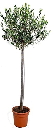 Árbol Frutal Natural Olivo Olea Europaea Produce Aceitunas Comestibles en Temporada