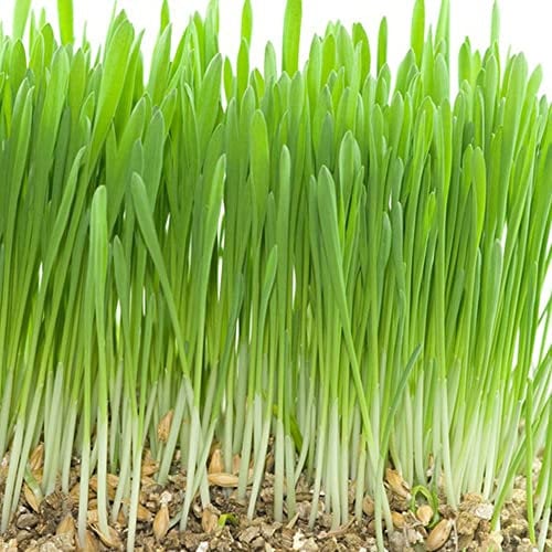 Katzengras Samen Für Katzen, Balkonpflanzen Cat Grass Bodendecker Samen Winterhart Zimmerpflanzen Samen Bonsai Samen Katzengras Kaufe Balkonpflanzen - 200 Stück (Grün)