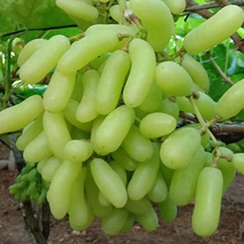 Natural Organic/Good for Containers/Finger Grape Root, Excellent Display,Suitable -2 Roots