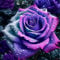 Kletterrose in Rosa - Kletter-Rose winterhart & duftend - Pflanze für Rankhilfe im 5 Liter Container von - Pflanzen in Top Qualität-Frosthart bis -25°C (ZI)