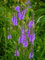 Lanzen-Eisenkraut 50 Samen, Lanzen-Verbene blauviolett (Verbena Hastata Blue)