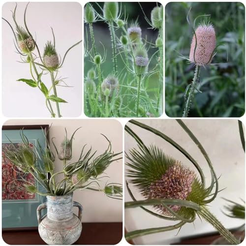 200 pcs Dipsacus fullonum samen - plant bodendecker winterhart mehrjährig gartenblumen pflanztopf geschenke für gartenliebhaber pflanztöpfe luftreinigende zimmerpflanzen