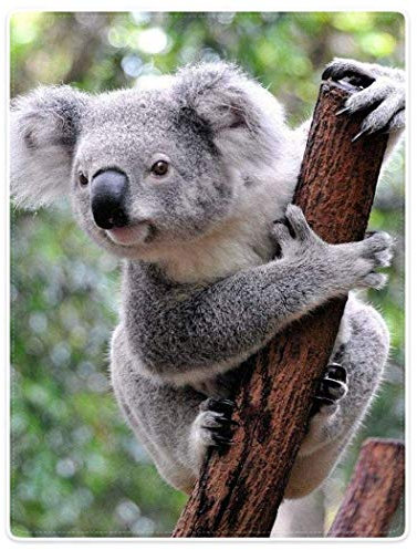 Zomer Kuscheldecke,Koala,150x200cm,Grau,Flauschige Decke Mikrofaser Fleecedecke Weiche & Warme Sofadecke/Couchdecke