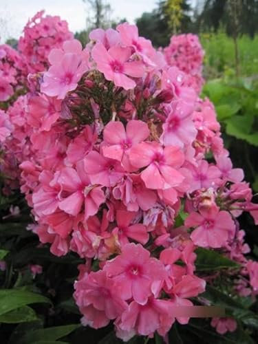 Phlox paniculata Windsor - Flammenblume Windsor Stückzahl Rabatt 20er-Paket