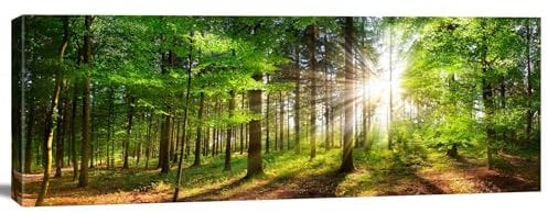 Leinwandbild Wald Sonnenstrahlen – Panorama Wandbild Natur Bäume Lichtspiel – Kunstdruck 120x40cm – Bild auf Leinwand fertig zum Aufhängen – Artikel 5771