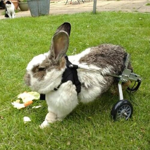 Generisch Hunderollstuhl, Verstellbarer 2-Rad-Hundewagen/Rollstuhl für alte Hunde, Katzen, Kaninchen, Scooter-Hundewagen, Hunderollstuhl, Rehabilitation der Hinterbeine