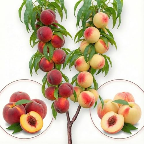 Arbre fruitier Duo - 80 cm - Convient pour balcon, terrasse et petits jardins - Convient en pots et dans le jardin (Duo Pêcher)