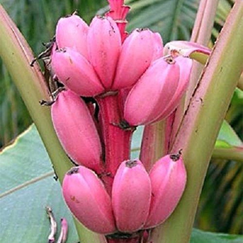 Bananier Graines de fruits rares Mini Bonsai Rose Banana Graines Musa velutina Sementes da Fruta Décoration de jardin