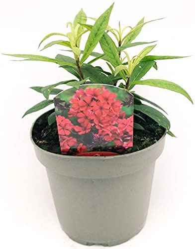POWERS TO FLOWERS - PHLOX ROSSA, pianta vera