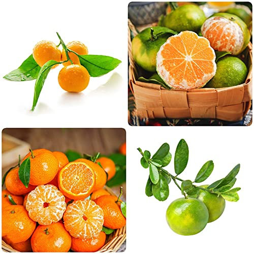 30 Stück orangenbaum winterhart samen mix obst samen dachbegrünung exotische früchte spezielle zwergobstbäume pflanzen indoor balkon deko topfpflanzen draußen winterhart balkonpflanzen